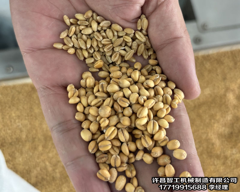 小麦炒货机.jpg